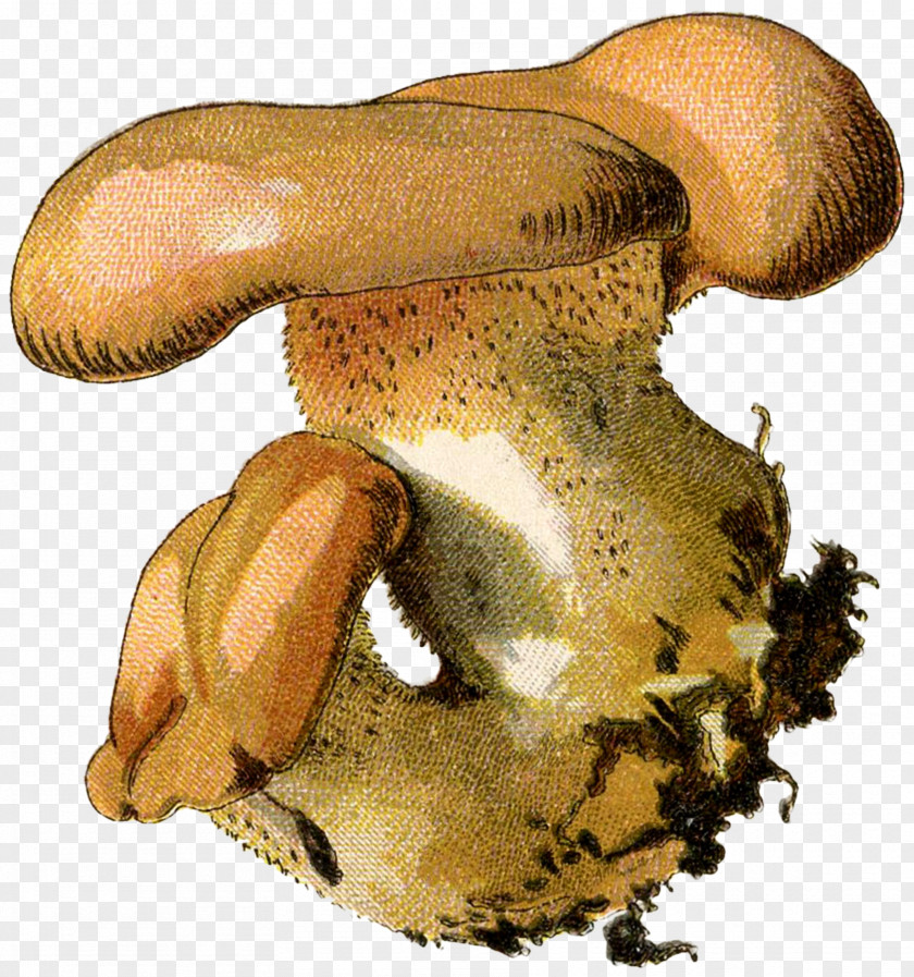 Mushroom Pleurotus Eryngii Oyster Russula Integra Shiitake Common PNG