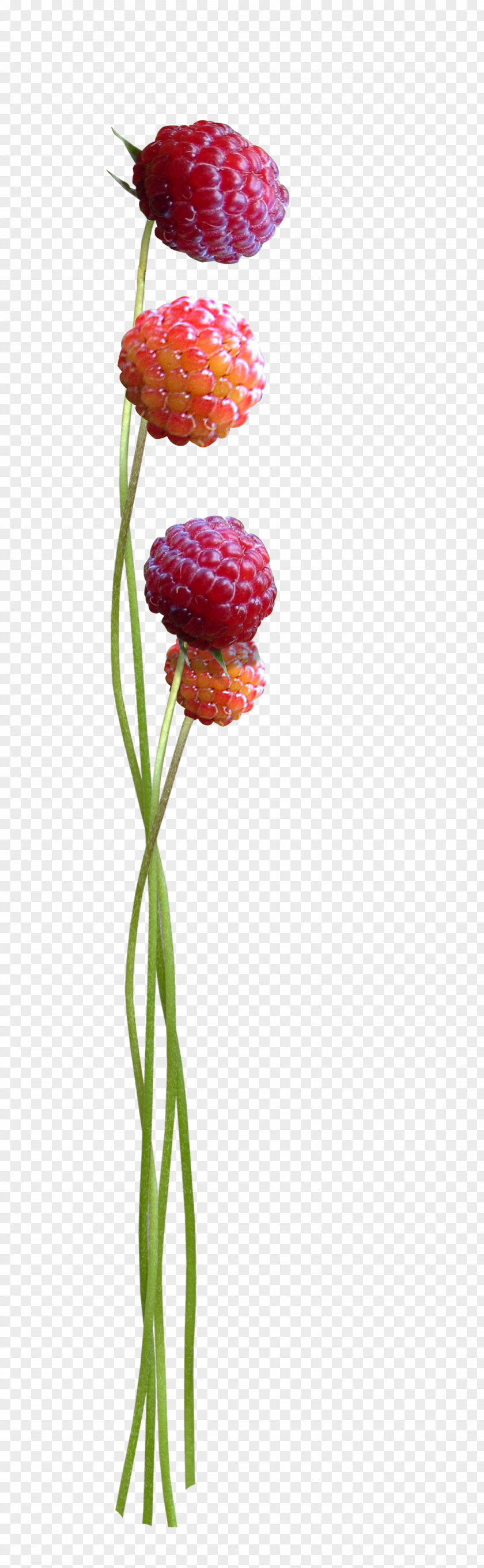 Raspberry Texture Floral Design Cut Flowers Tulip Plant Stem PNG