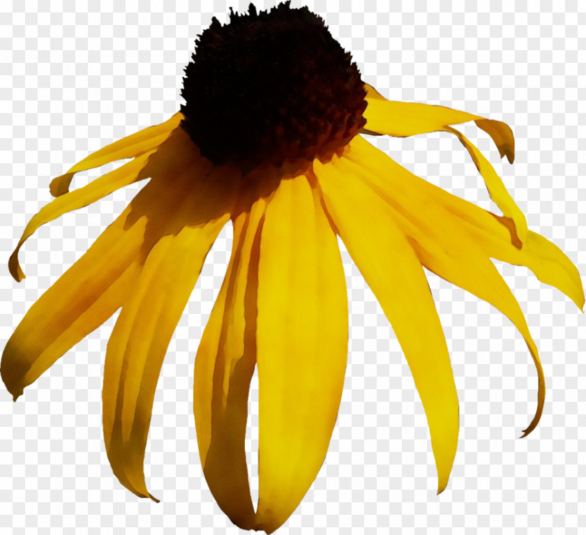 Rudbeckia Sunflower PNG