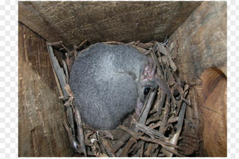 Sugar Glider Bird Nest Fauna NEST+m PNG