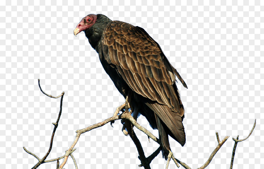 Eagle Turkey Vulture Penguin Bird Of Prey PNG