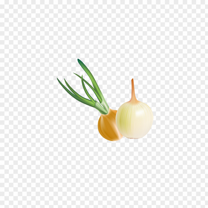 Leaves Onion Euclidean Vector Download PNG