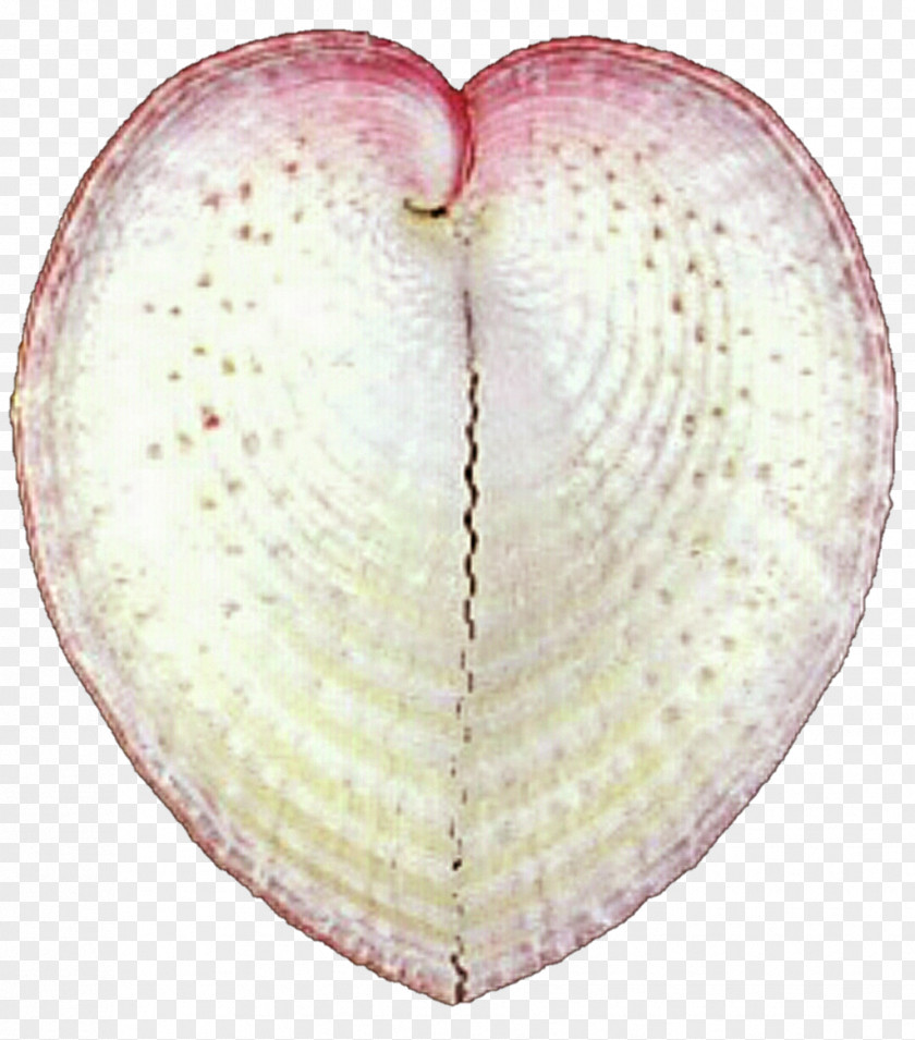 Seashell Cockle Oyster Giant Clam Scallop PNG