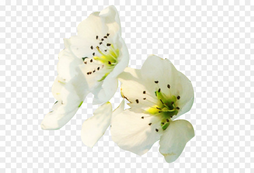 White Pear Flower Petals Side Picture Material Petal Floral Design Computer File PNG