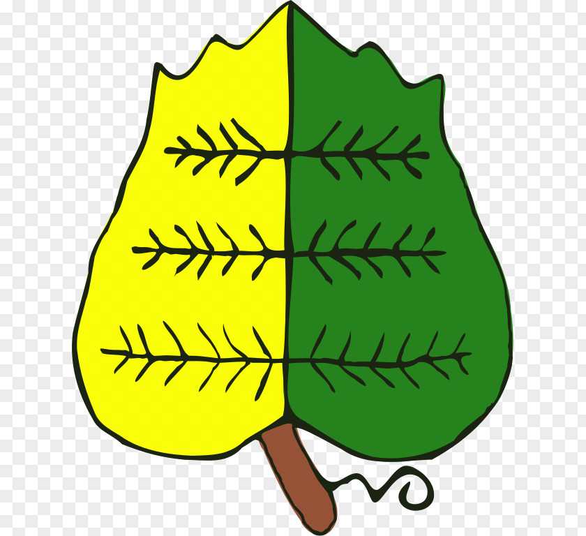 Bay Leaf Food Tree Plant Stem PNG