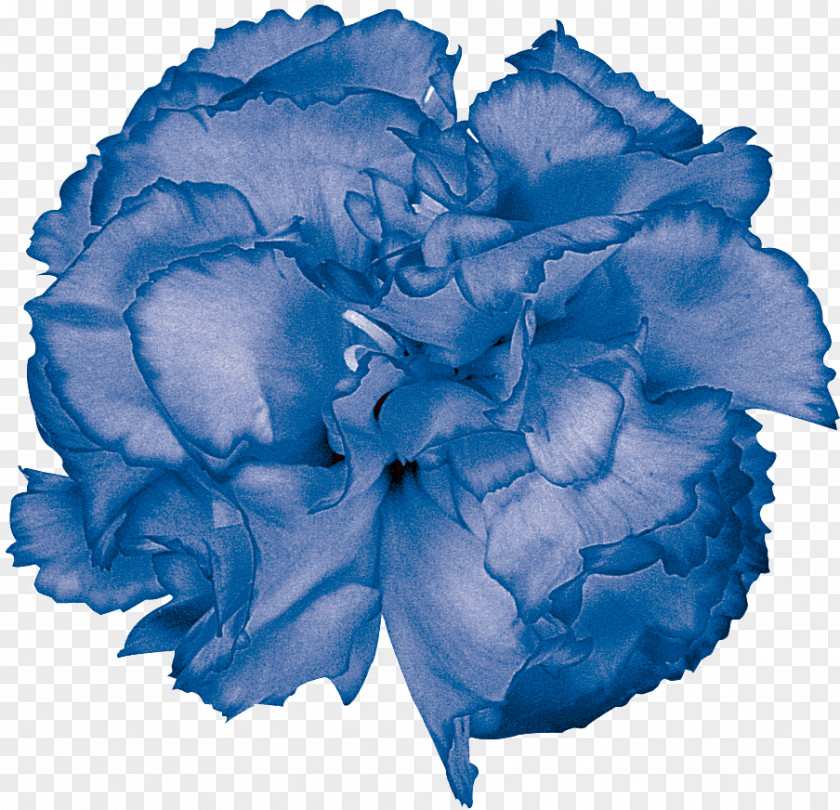 Blue Rose Garden Roses Color Cut Flowers PNG