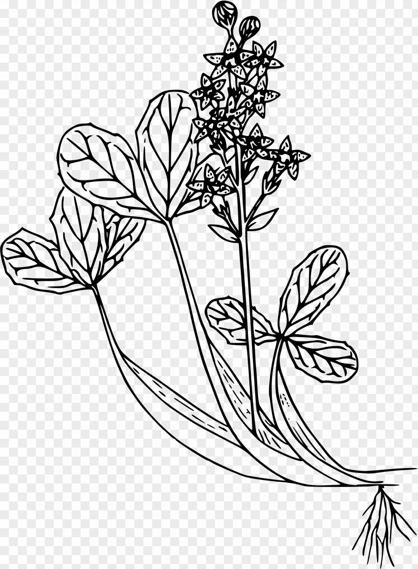 Floral Design Leaf Visual Arts Plant Stem PNG