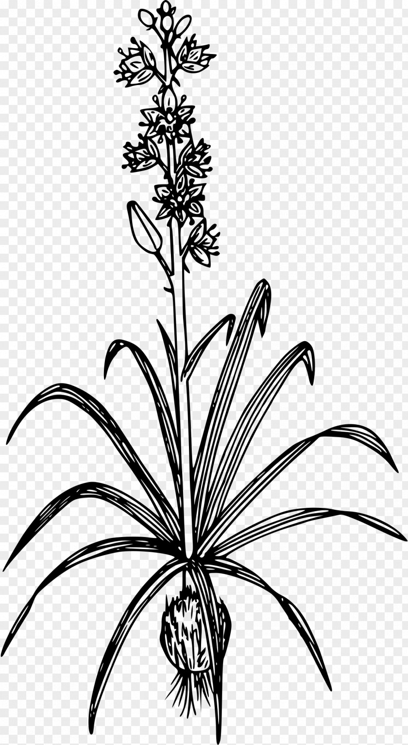 Simple But Elegant Plant Camassia Quamash Drawing Line Art Clip PNG
