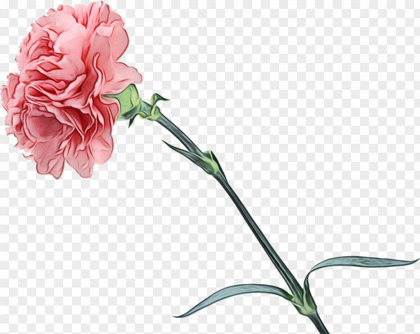 Artificial Flower Rose Family Pink Flowers Background PNG