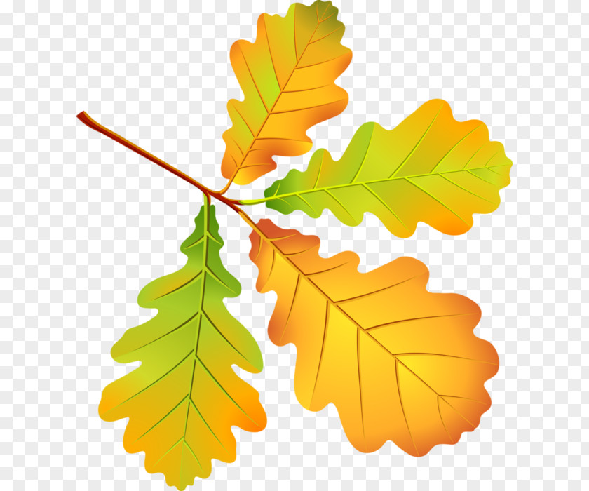 Leaf Autumn Leaves Oak Clip Art PNG