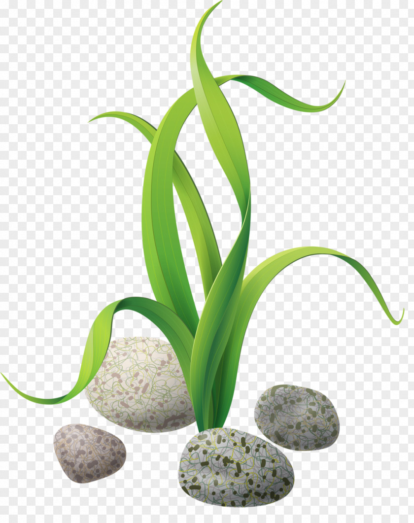 Stones And Rocks Algae Seaweed Clip Art PNG