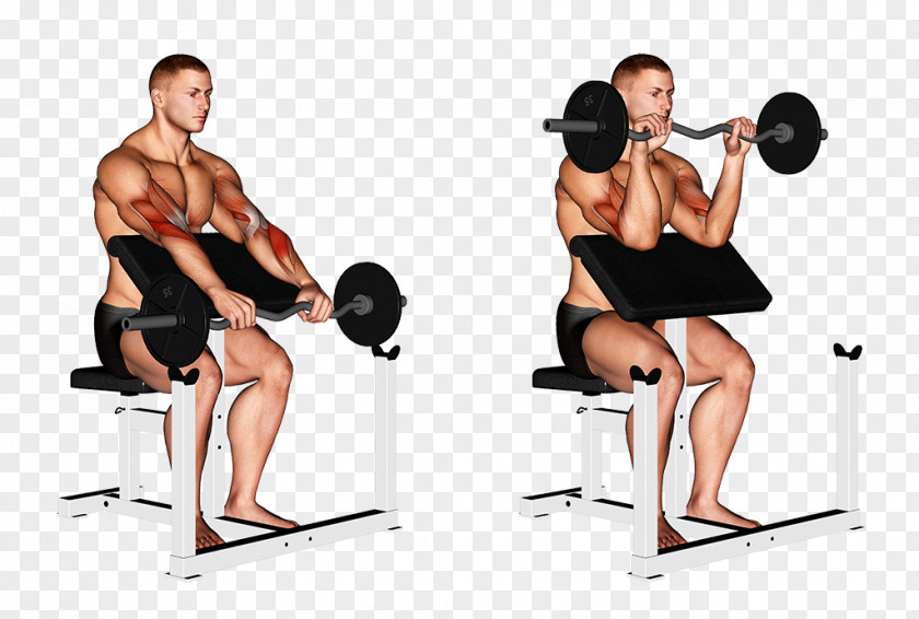 Barbell Wrist Weight Training Biceps Curl PNG