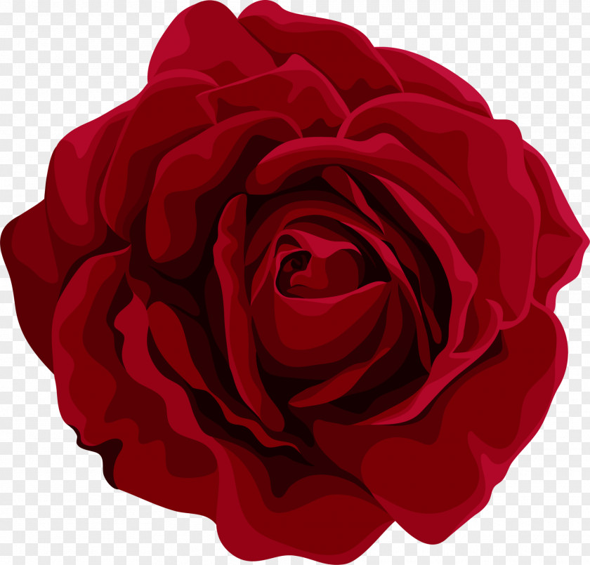 Beautiful Red Flowers Garden Roses Centifolia Flower Petal PNG