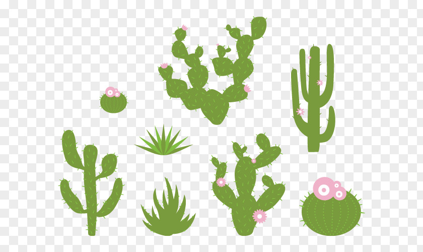 Desert Plants Cactaceae Wall Decal Sticker Plant PNG