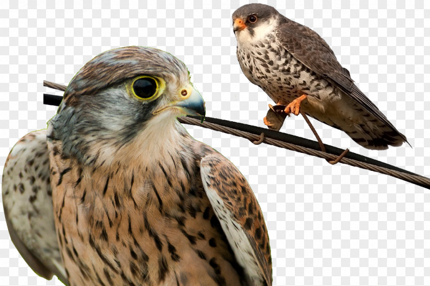 Falcon Birds Animals Falconiformes Tencent League Of Legends Pro Royal Never Give Up Bird Prey PNG