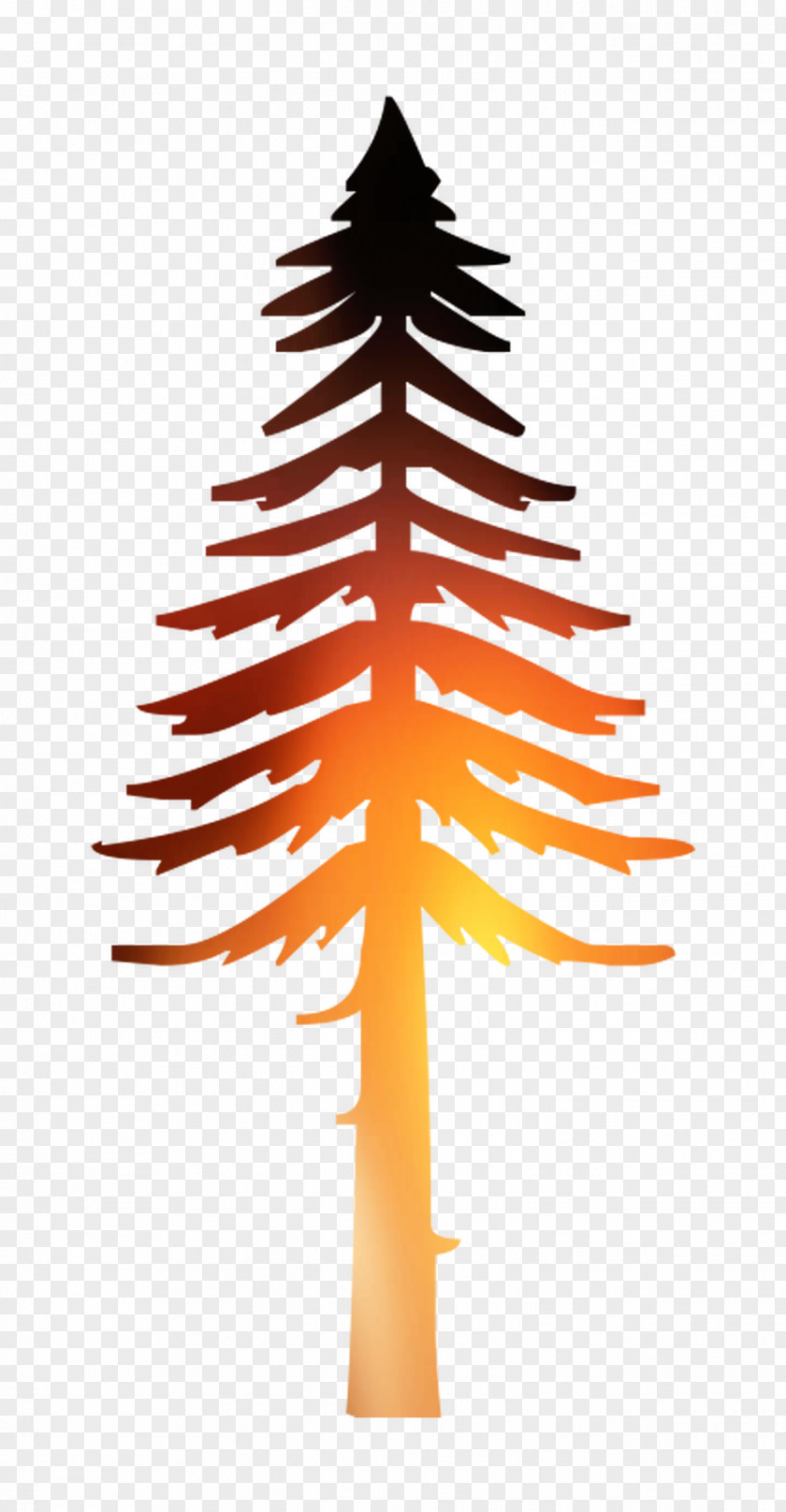 Fir Vector Graphics Illustration Image Drawing PNG