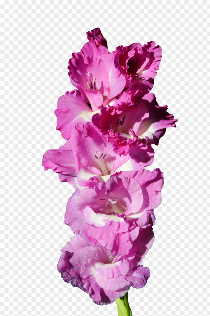 Gladiolus Italicus Cut Flowers Plant Purple PNG