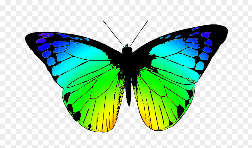Greenish Cliparts Butterfly Free Content Download Clip Art PNG