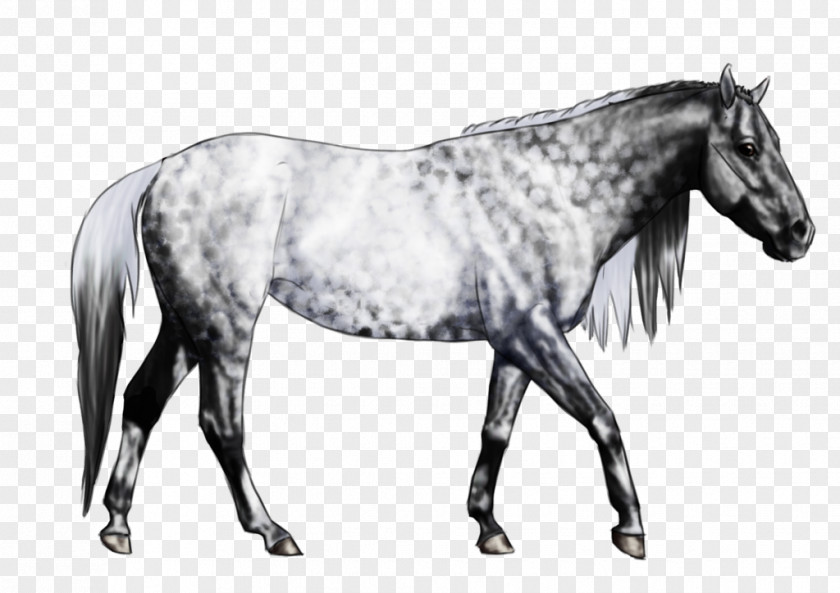Grey Horse Mane Mustang Stallion Mare Rein PNG