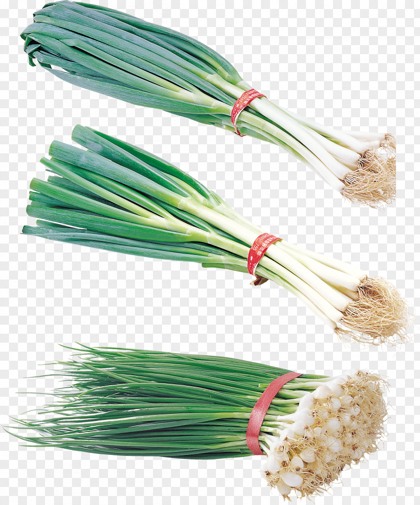 Onion Welsh Garlic Vegetable Leek PNG