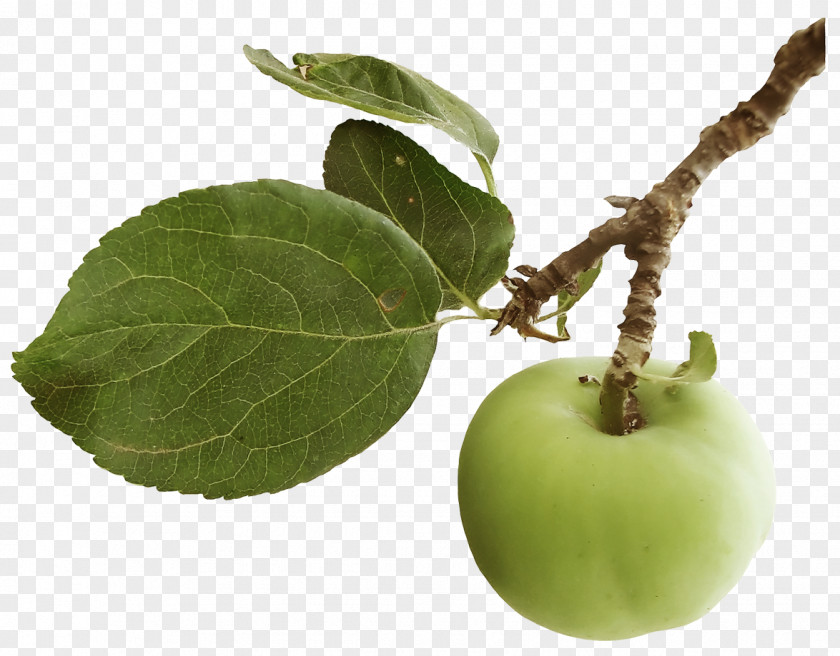 Apple Leaves Computer Software Clip Art PNG