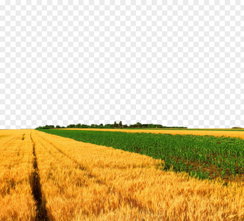 Field Views Crop Wheat Maize PNG