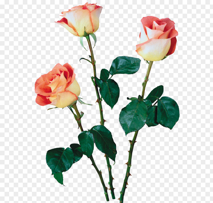 Flower Beach Rose Garden Roses Cut Flowers Multiflora PNG