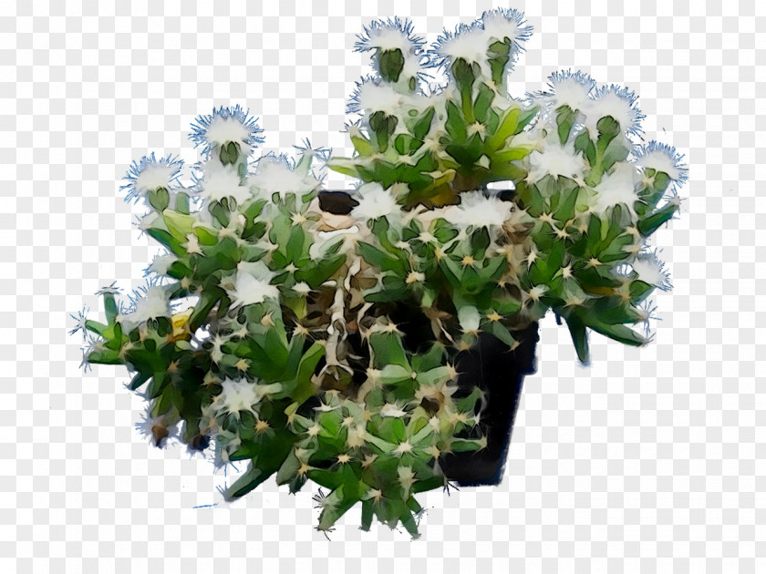 Flowerpot Houseplant Tree Shrub PNG