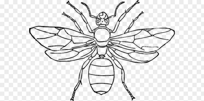 Insect Queen Ant Clip Art PNG