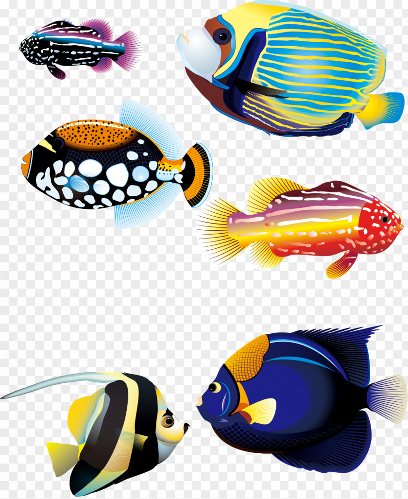 Several Colorful Marine Fish Carassius Auratus Tropical Animal PNG