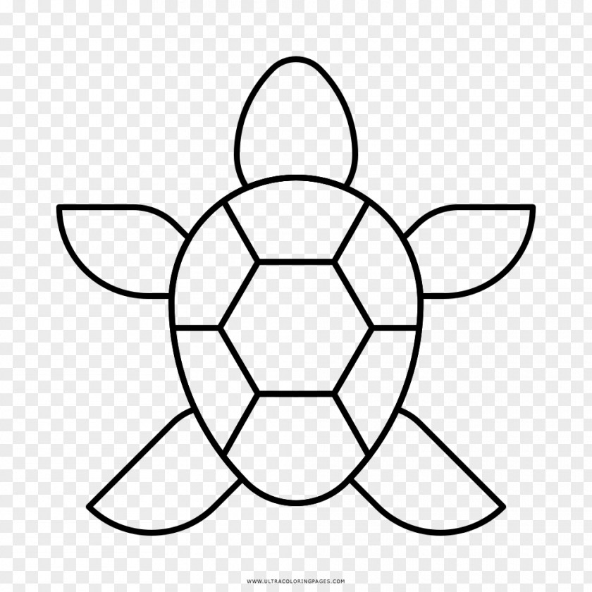 Turtle Hamster Drawing PNG