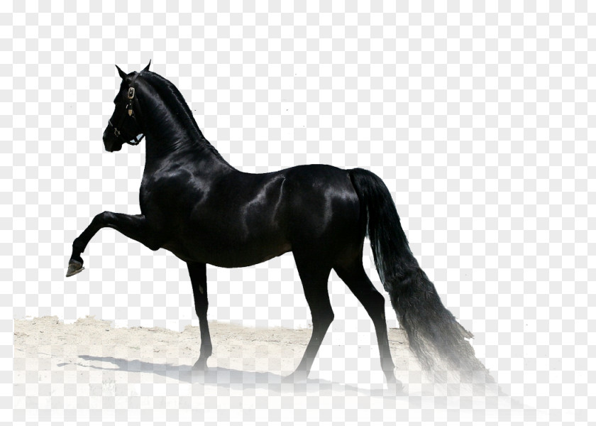 Arabian Horse Thoroughbred Stallion Paso Fino Akhal-Teke PNG