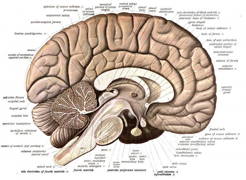 Brain Human Anatomy Diagram Body PNG