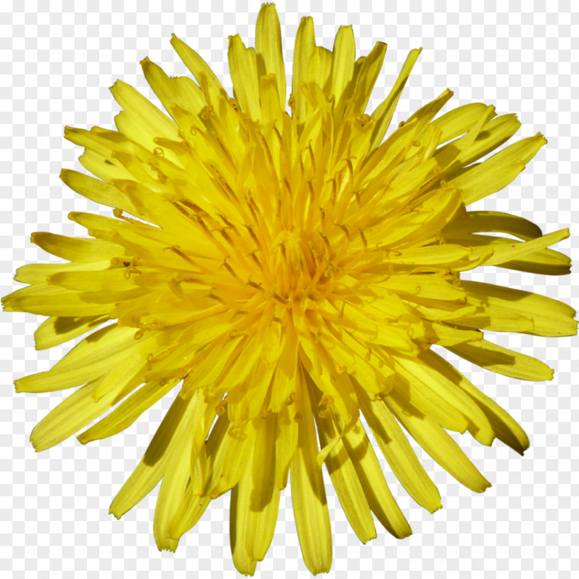 Dandelion Anna Elsa Tournesol PNG