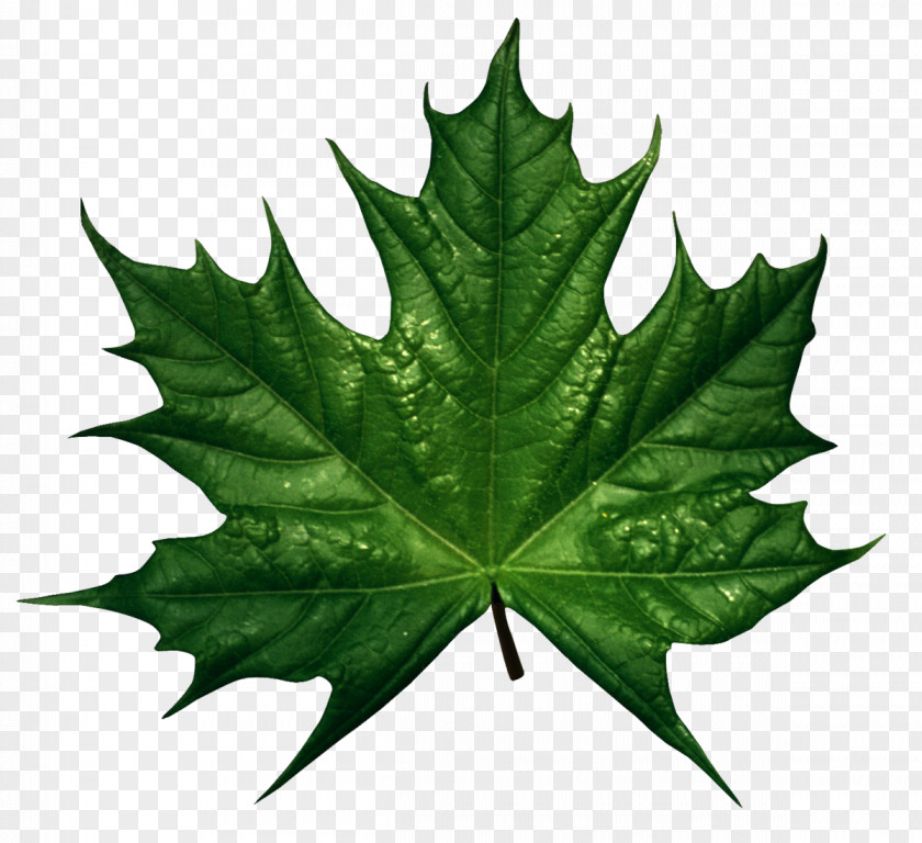 Green Leaves Canada Sugar Maple Leaf Clip Art PNG