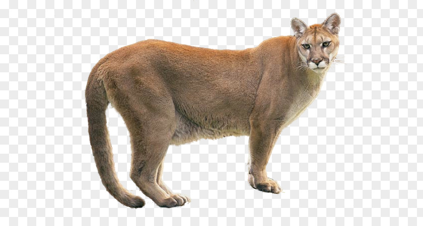 Group Of Animals Cougar Lion Dog PNG