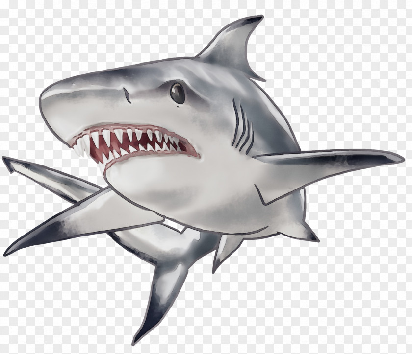 Jaw Cretoxyrhina Great White Shark Background PNG