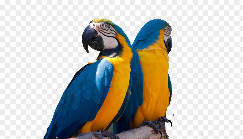 Parrot Blue-and-yellow Macaw Bird Lear's PNG