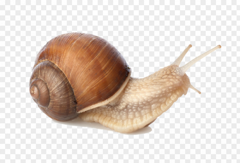 Snail Sea Gastropods PNG