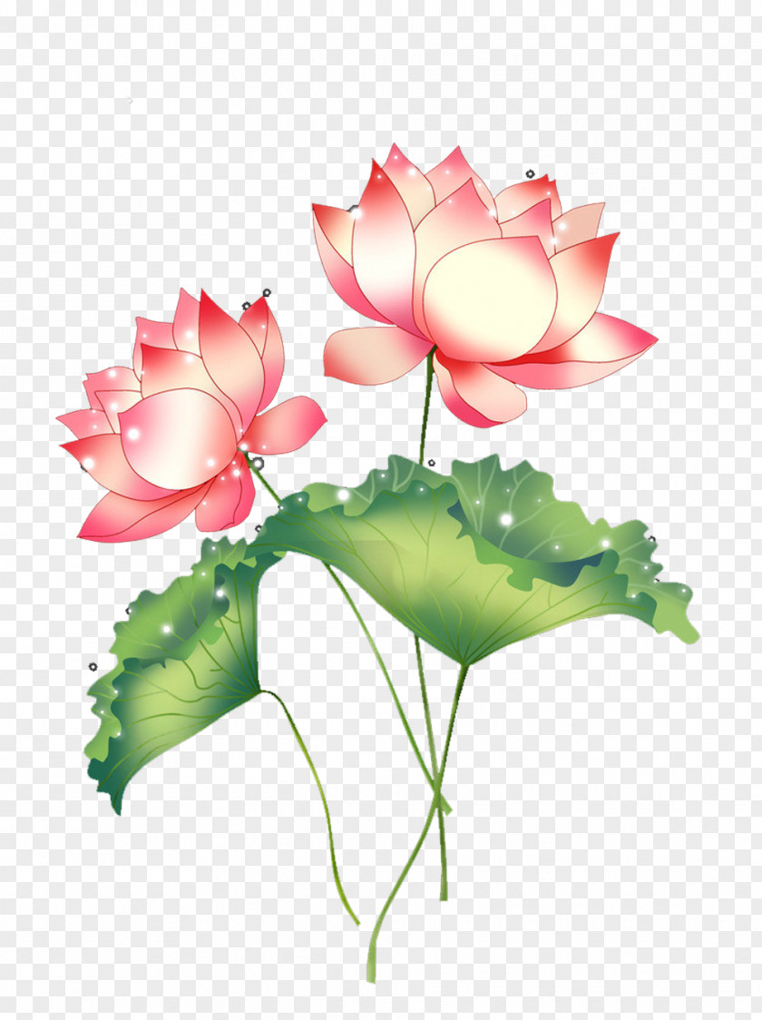 Beautiful Lotus Picture Material Download Wallpaper PNG