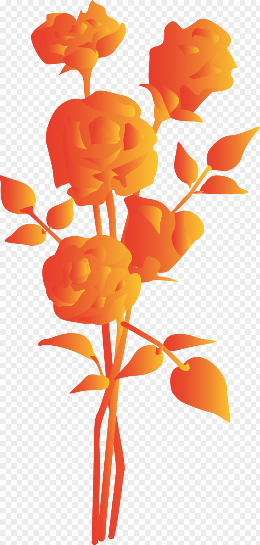 Orange PNG