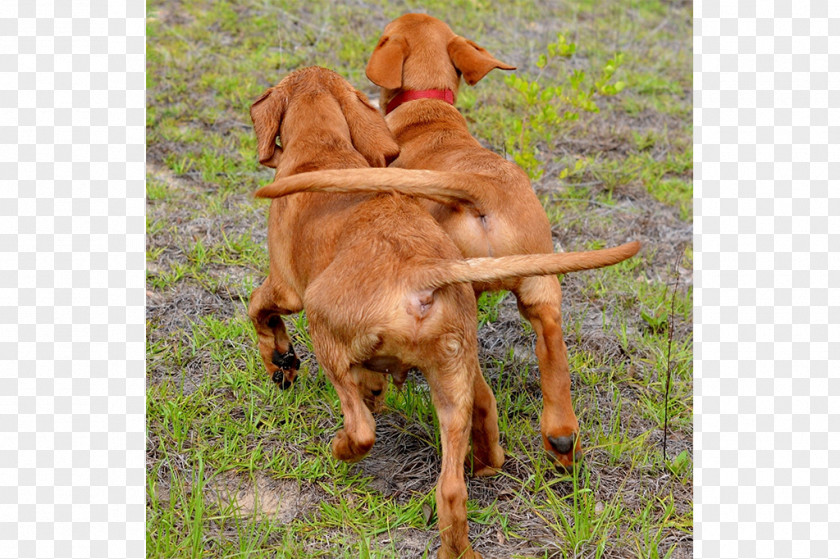 Puppy Vizsla Pug Afghan Hound The Kennel Club PNG