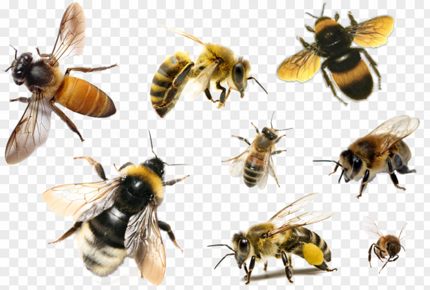 Bee Hornet Apis Florea Insect Honey PNG