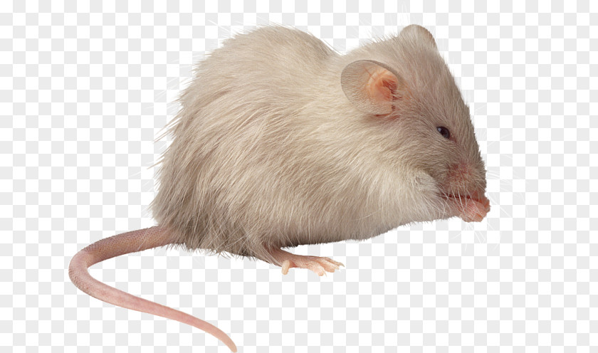 Mouse Brown Rat Pet PNG