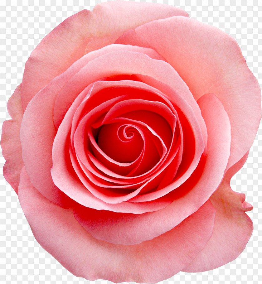 Pink Rose White Stock Photography PNG