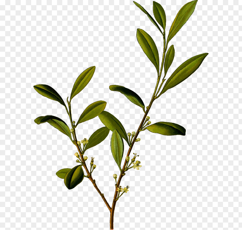 Plant Erythroxylum Coca Drug Cocaine Alkaloid PNG