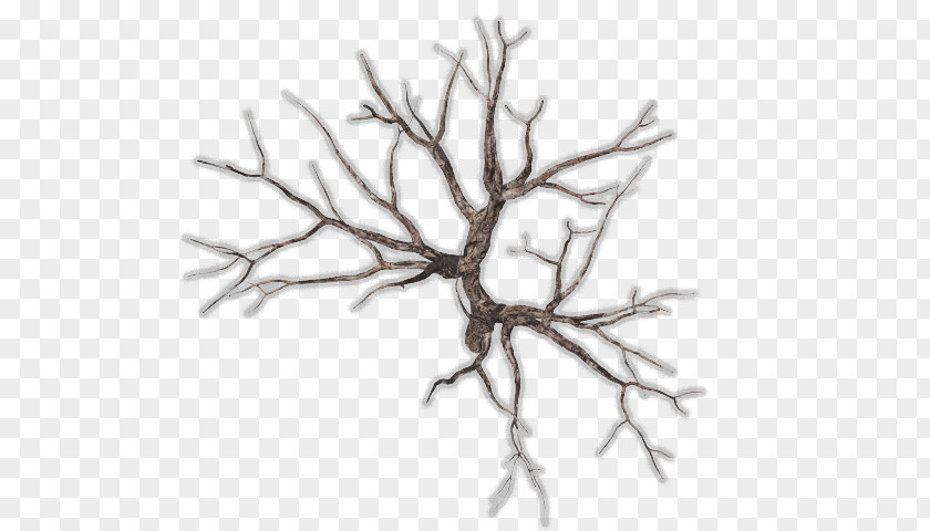 Tree Twig Snag Branch Wood PNG