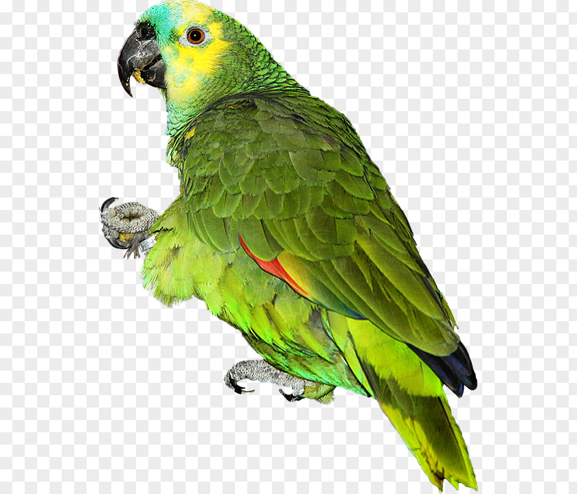 Bird Budgerigar Red-crowned Amazon PNG