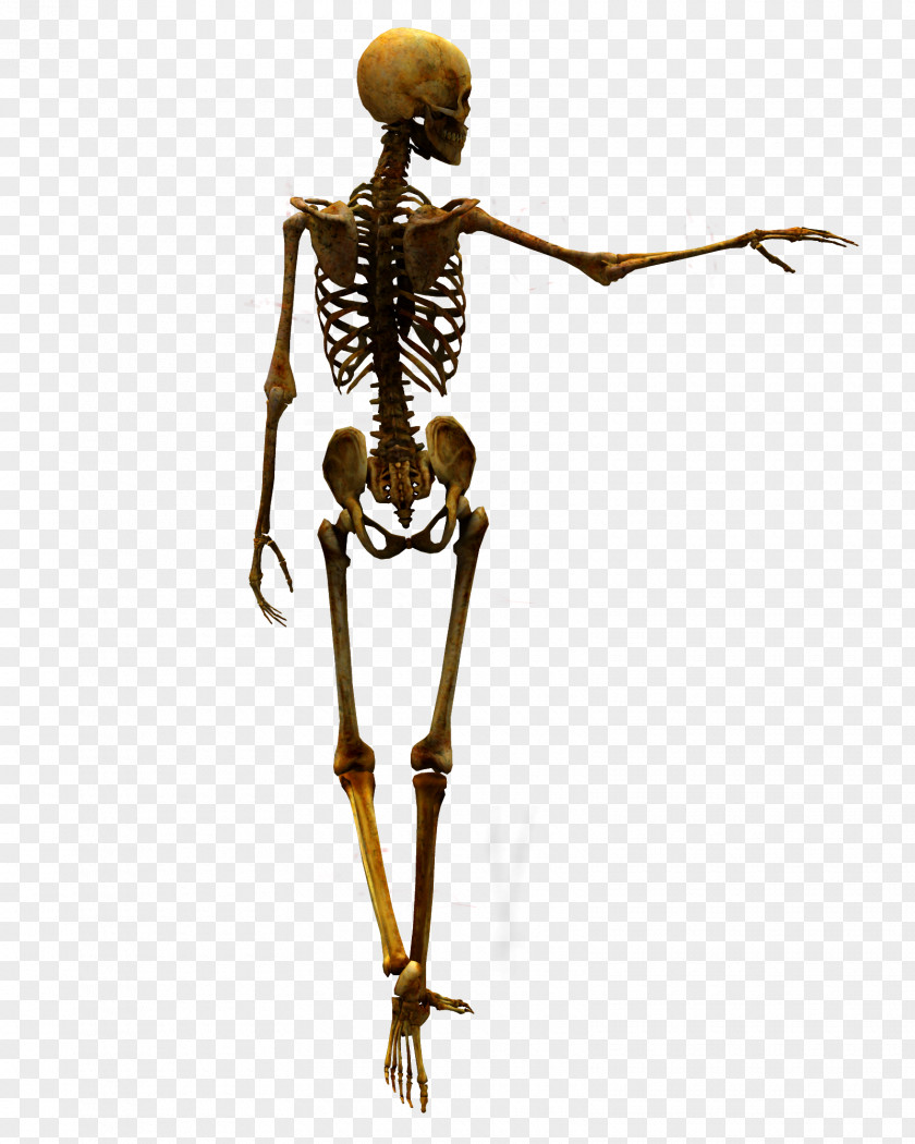 Bones DeviantArt Stock Skull PNG