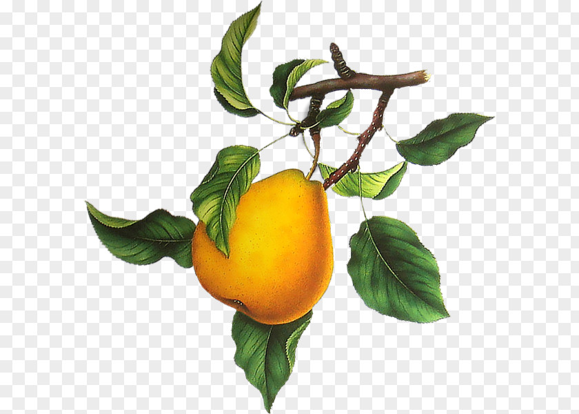 Pear Clementine Tangelo European Tangerine PNG